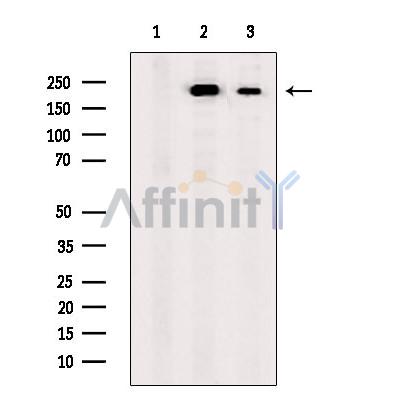 Валидация Affinity DF13241 - 8297