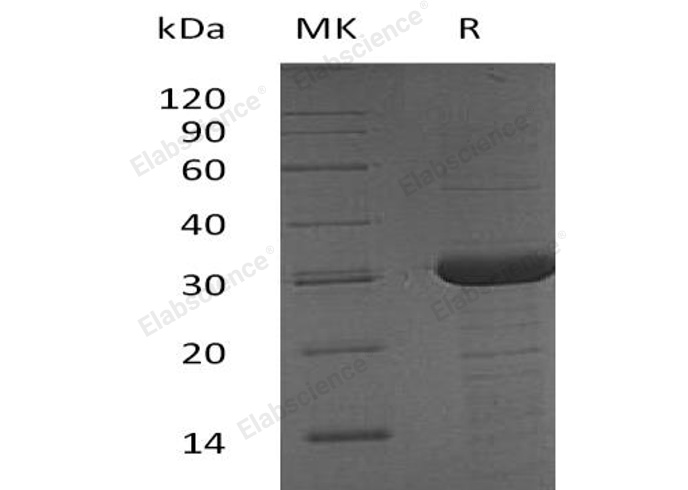 Валидация Elabscience PKSH032111(2652)