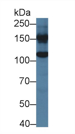 10114