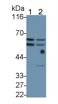 9886