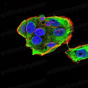 Валидация IF - AntibodySystem RHK68301