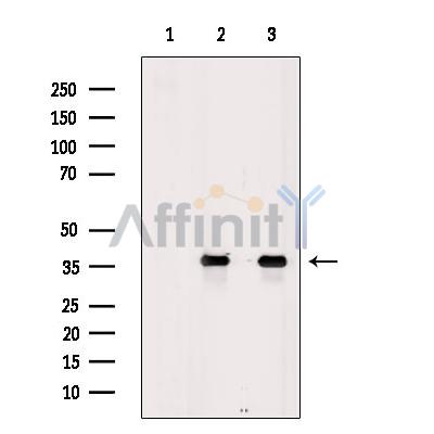 Валидация Affinity DF7717 - 19505