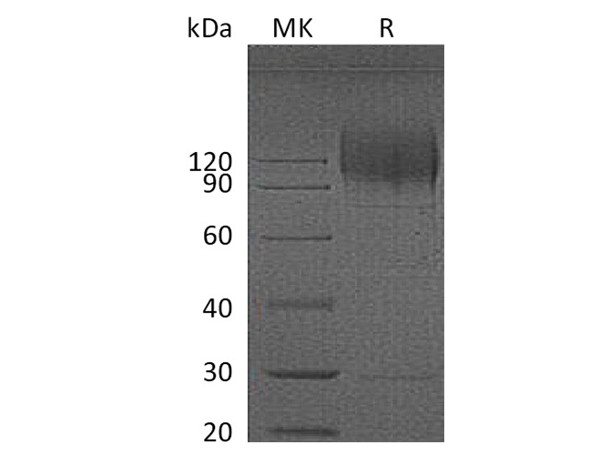 Валидация Elabscience PKSQ050061(5430)