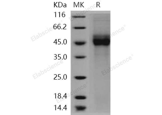 Валидация Elabscience PKSH030468(1387)