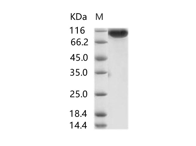 Валидация Elabscience PKSV030241(6006)