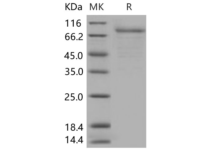 Валидация Elabscience PKSH030459(1380)