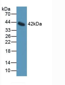 6546