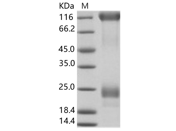 Валидация Elabscience PKSV030149(5926)