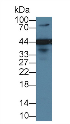8706