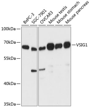Валидация Elabscience E-AB-64850