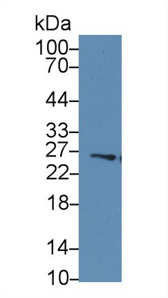 9709
