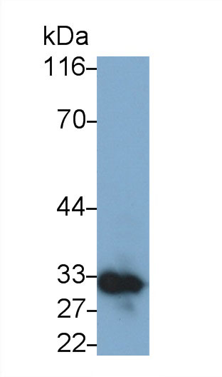 28402