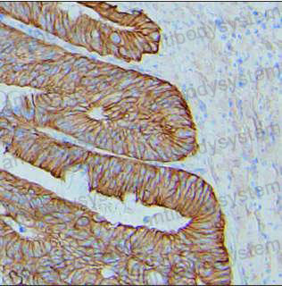 Валидация AntibodySystem RHA98607