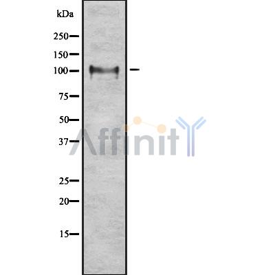 Валидация Affinity DF8219 - 20053