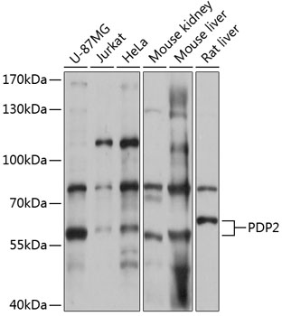 Валидация Elabscience E-AB-66282