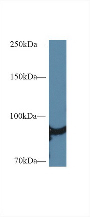 10385