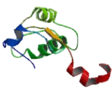 Uncoupling Protein 2, Mitochondrial (UCP2)