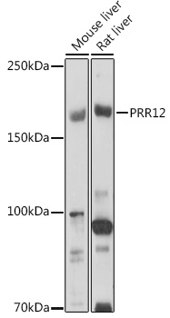 Валидация Elabscience E-AB-92294