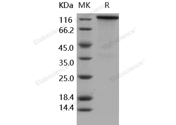 Валидация Elabscience PKSH031650(2304)