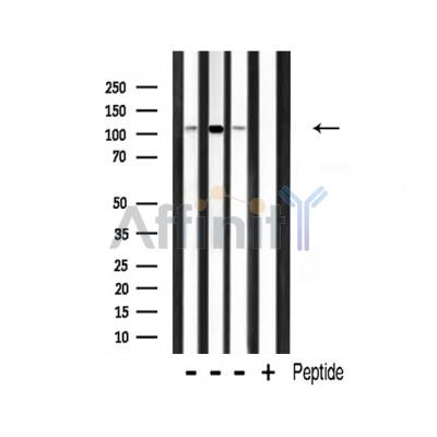 Валидация Affinity DF3319 - 14184