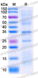 YHJ33802, SDS-PAGE