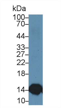 14625