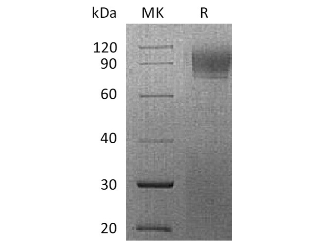 Валидация Elabscience PKSQ050073(5442)