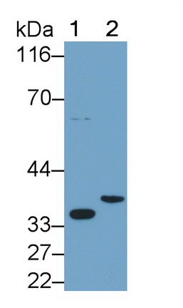 19206