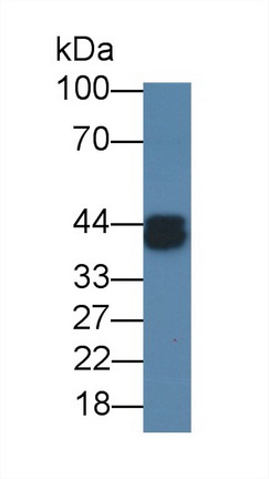 56612