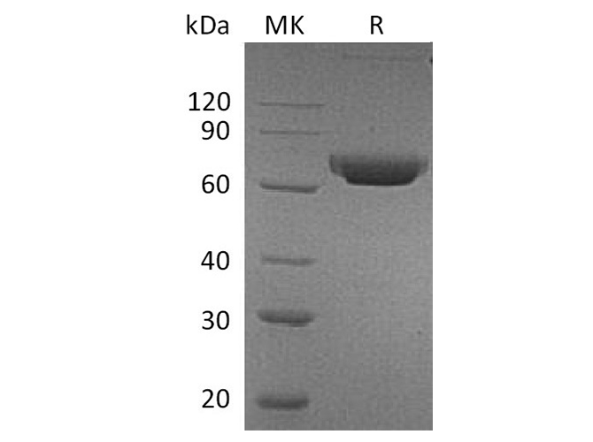 Валидация Elabscience PKSH033775(4047)