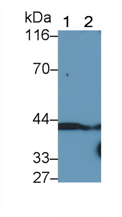 40416