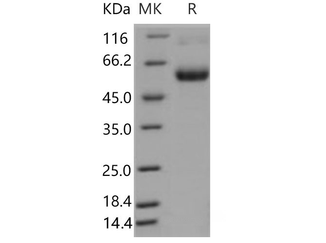 Валидация Elabscience PKSM040649(4633)