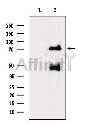 Валидация Affinity DF7862 - 19678