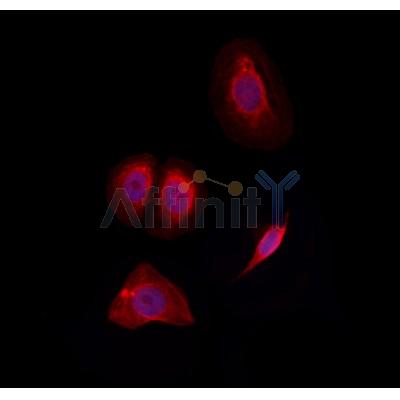 Валидация Affinity DF3906 - 15079
