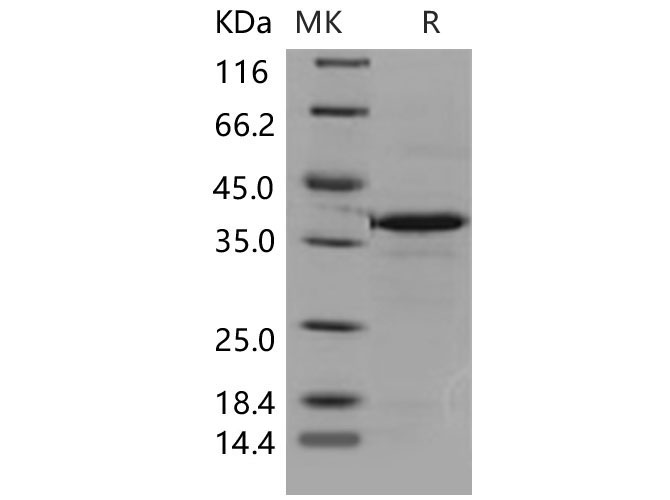 Валидация Elabscience PKSM040495(4490)