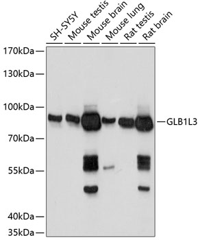 Валидация Elabscience E-AB-65161