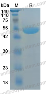 YHJ39402, SDS-PAGE