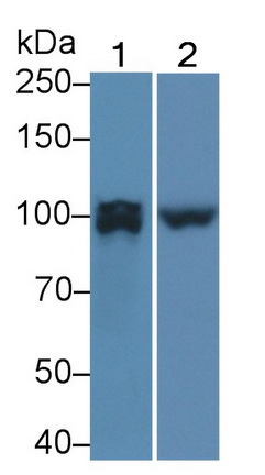59476