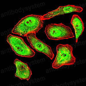 Валидация IF - AntibodySystem RHD25003 (579)