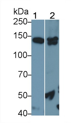 24823