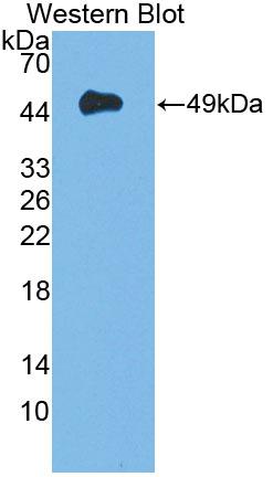 41040
