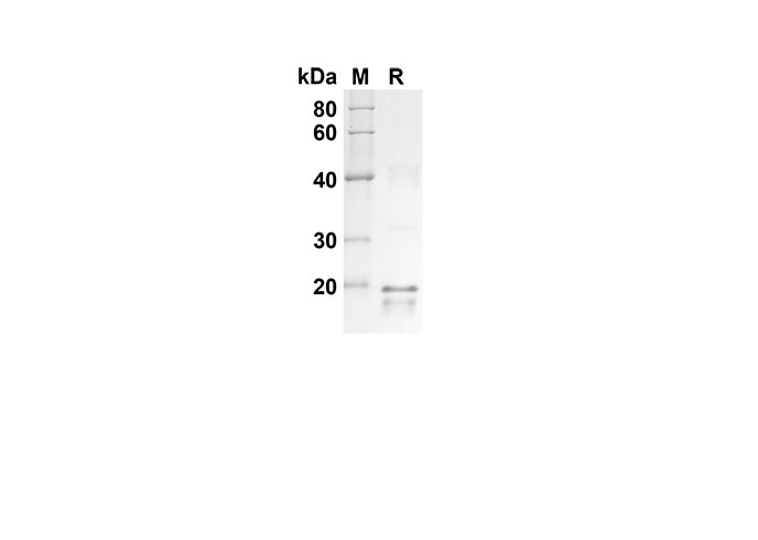 Валидация Elabscience PDEH100545(61)