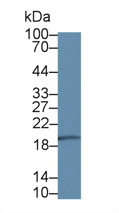 12554