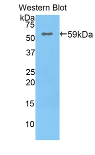 36200