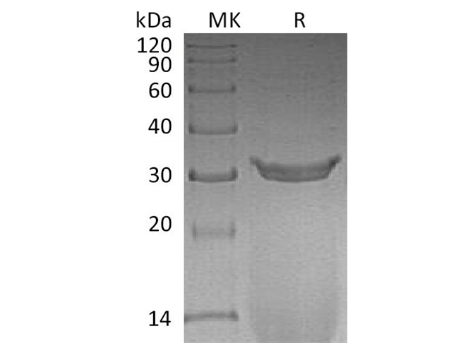 Валидация Elabscience PKSR030448(5764)