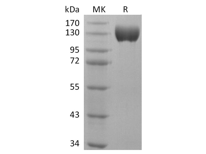 Валидация Elabscience PKSR030492(5794)