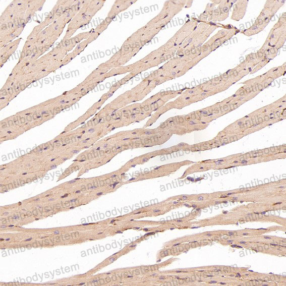 Валидация AntibodySystem RHC84501 (1108)