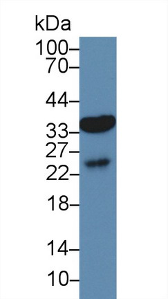 9860