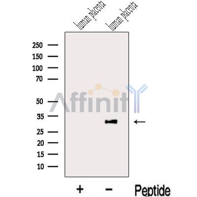 Валидация Affinity DF13128 - 8052