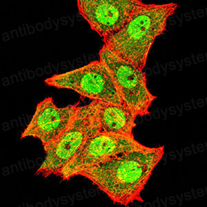 Валидация IF - AntibodySystem RHC88301